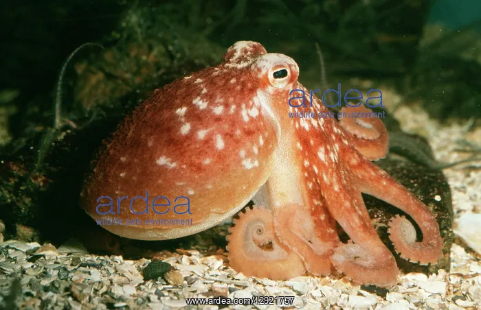 : Common OCTOPUS - : Common OCTOPUS -