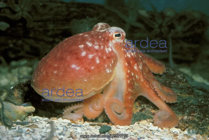  : Common Octopus
