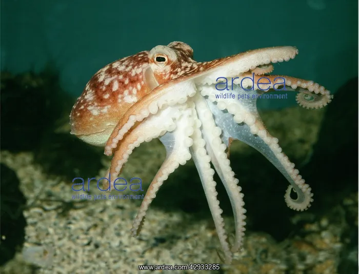  : Common Octopus