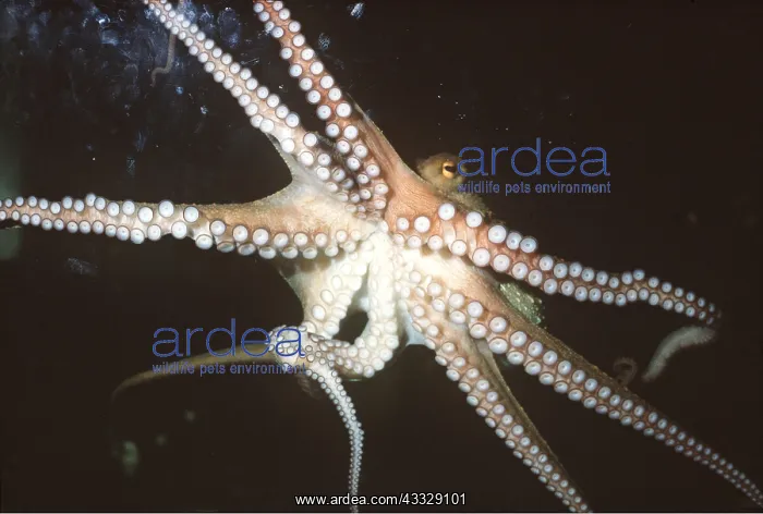 : Common OCTOPUS - from below : Common OCTOPUS - from below