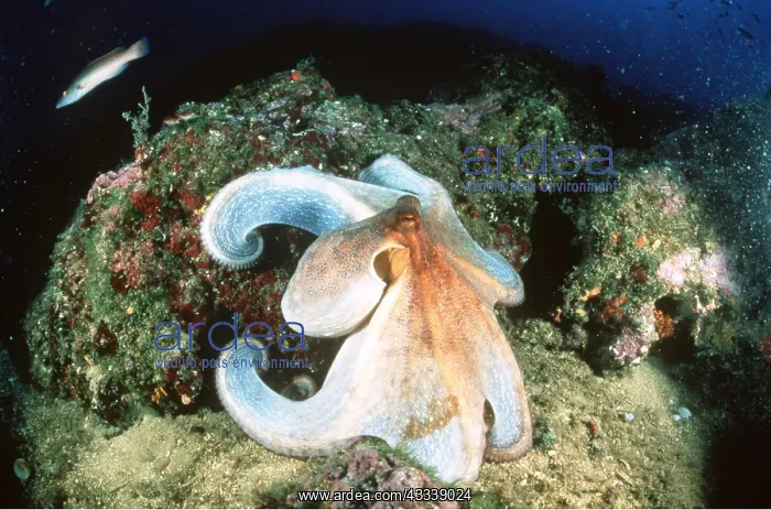 : Common OCTOPUS : Common OCTOPUS
