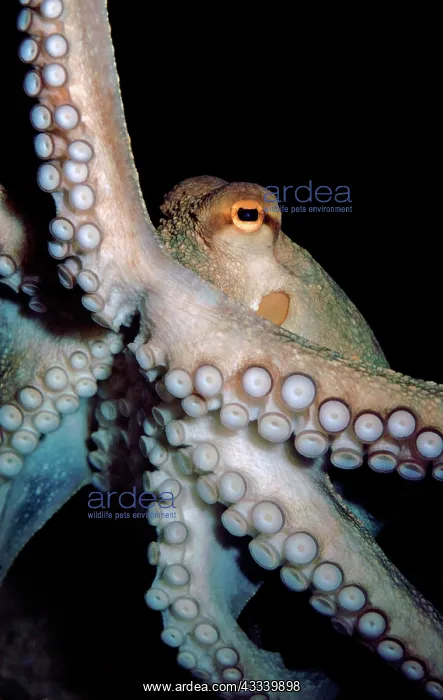 : Common Octopus : Common Octopus
