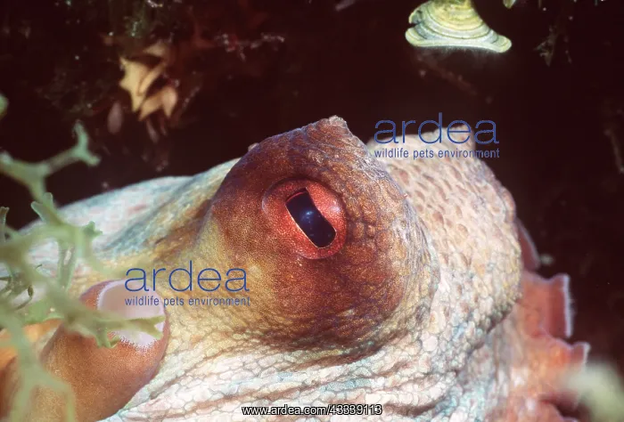  : Common OCTOPUS - Close up of eye