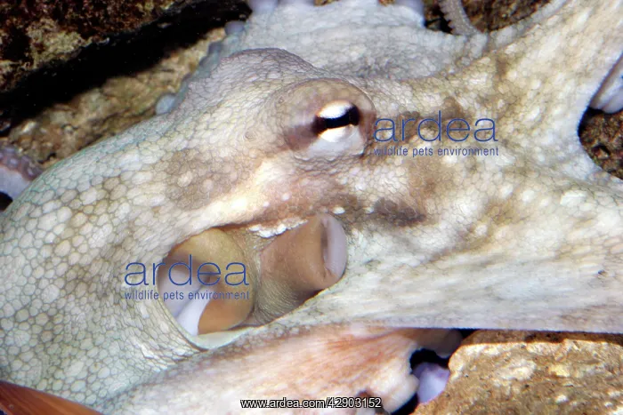 : Common Octopus - close-up of head showing funnel and gills : Common Octopus - close-up of head showing funnel and gills