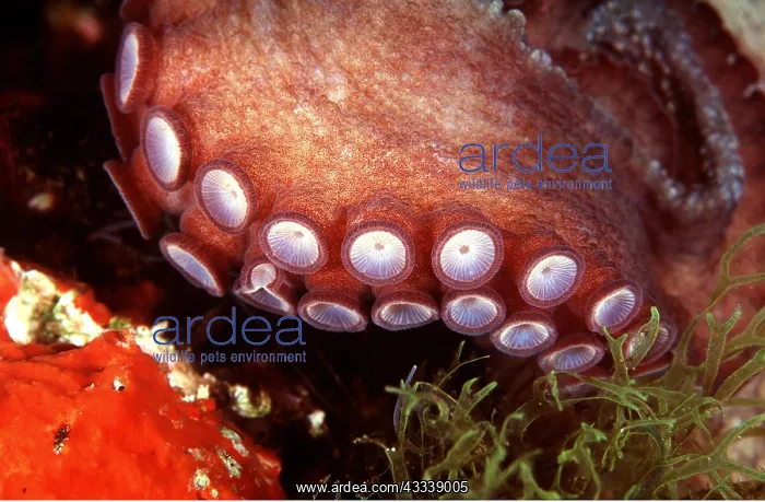 : Common OCTOPUS - close-up of tentacle showing suckers : Common OCTOPUS - close-up of tentacle showing suckers