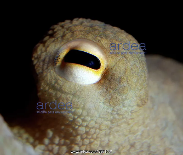 : Common Octopus - eye : Common Octopus - eye