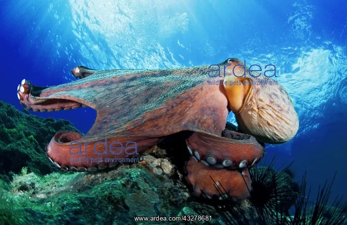 : Common Octopus (Octopus vulgaris). La Gomera, Canary : Common Octopus (Octopus vulgaris). La Gomera, Canary