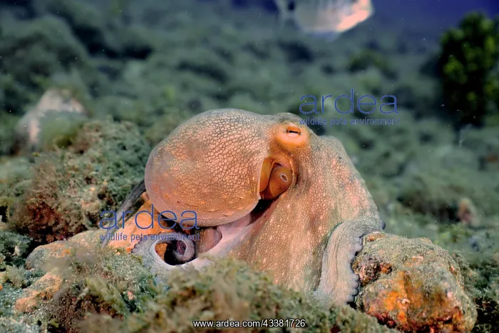 : Common octopus (Octopus vulgaris), El Cabron marine : Common octopus (Octopus vulgaris), El Cabron marine