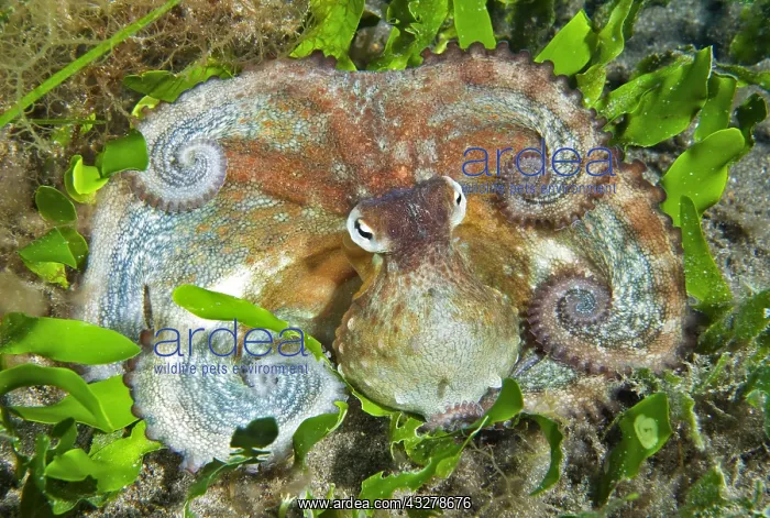 : Common Octopus (Octopus vulgaris) on bottom, Tenerife : Common Octopus (Octopus vulgaris) on bottom, Tenerife