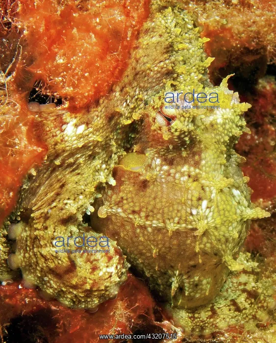 : Common octopus (Octopus vulgaris) camouflages it : Common octopus (Octopus vulgaris) camouflages it