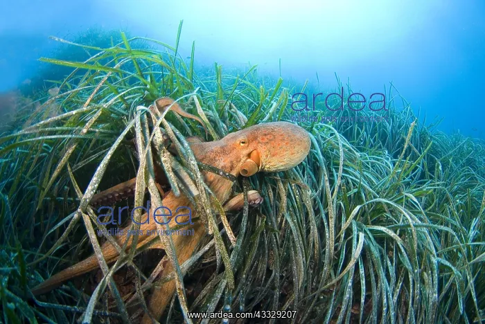 : Common Octopus (Octopus vulgaris) in dea grass : Common Octopus (Octopus vulgaris) in dea grass