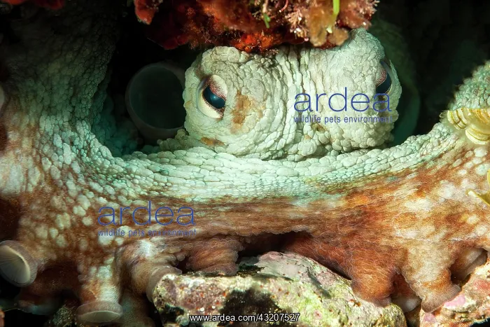 : Common octopus (Octopus vulgaris) hides blocks a : Common octopus (Octopus vulgaris) hides blocks a