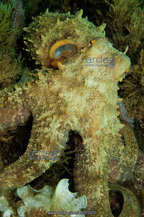 : Common Octopus (Octopus vulgaris) looking directly : Common Octopus (Octopus vulgaris) looking directly