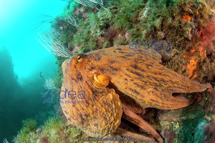 : Common octopus (Octopus vulgaris), in the Marine : Common octopus (Octopus vulgaris), in the Marine