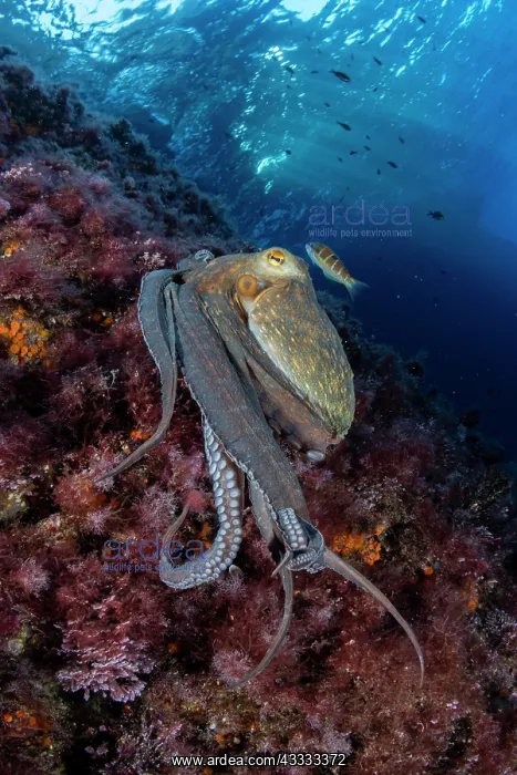 : Common octopus (Octopus vulgaris), Marine Protec : Common octopus (Octopus vulgaris), Marine Protec