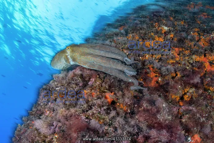 : Common octopus (Octopus vulgaris), Marine Protec : Common octopus (Octopus vulgaris), Marine Protec