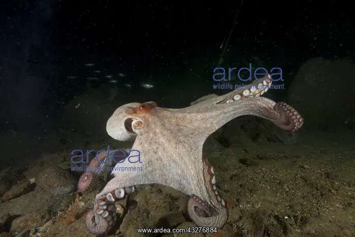 : Common Octopus (Octopus vulgaris) moving between : Common Octopus (Octopus vulgaris) moving between