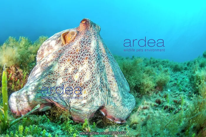 : Common octopus (Octopus vulgaris), in Port-Cros : Common octopus (Octopus vulgaris), in Port-Cros