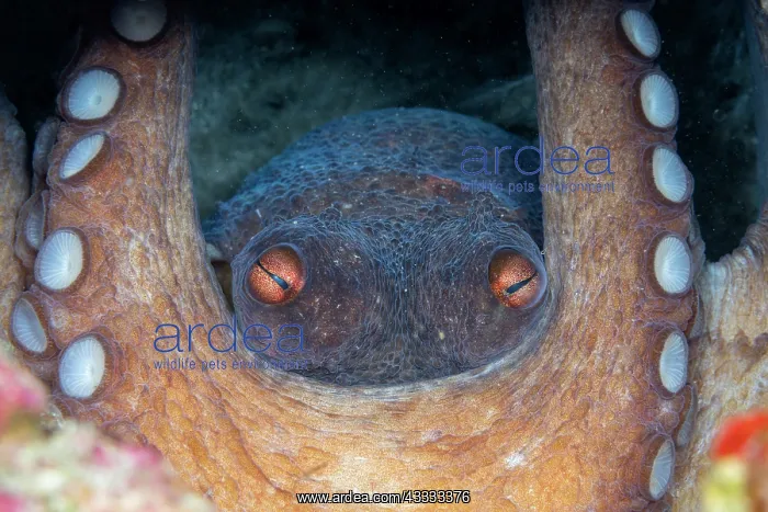 : Common octopus (Octopus vulgaris) protecting egg : Common octopus (Octopus vulgaris) protecting egg