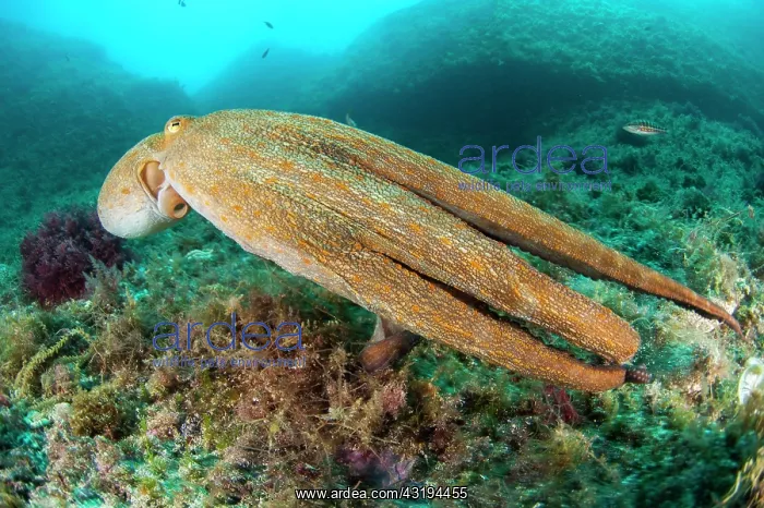 : Common octopus (Octopus vulgaris), running away : Common octopus (Octopus vulgaris), running away