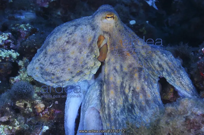 : Common Octopus (Octopus vulgaris), Sea Lion Dive : Common Octopus (Octopus vulgaris), Sea Lion Dive