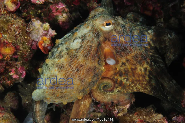  : Common Octopus (Octopus vulgaris), Sea Lion Dive