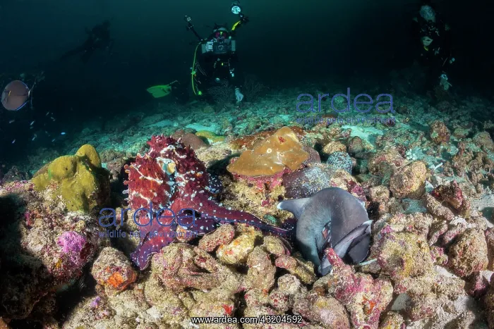 : Common octopus (Octopus vulgaris) against whitetip : Common octopus (Octopus vulgaris) against whitetip