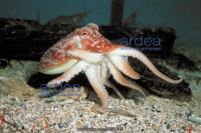 : Common OCTOPUS - on seabed : Common OCTOPUS - on seabed