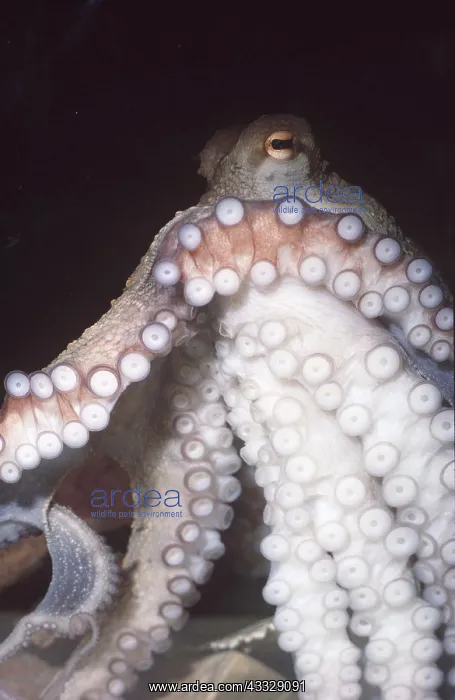 : Common OCTOPUS - showing suckers on tentacles : Common OCTOPUS - showing suckers on tentacles