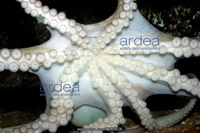 : Common Octopus - showing underside, suckers and tentacles : Common Octopus - showing underside, suckers and tentacles