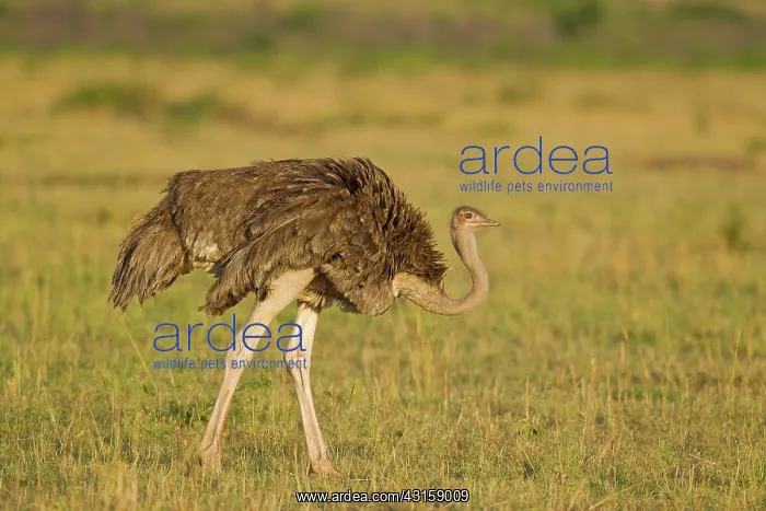 : Common Ostrich : Common Ostrich