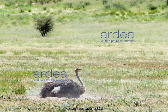 : Common Ostrich - Female dust bathing : Common Ostrich - Female dust bathing