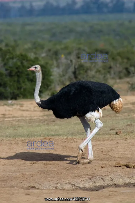 : Common Ostrich - Male approaching waterhole : Common Ostrich - Male approaching waterhole