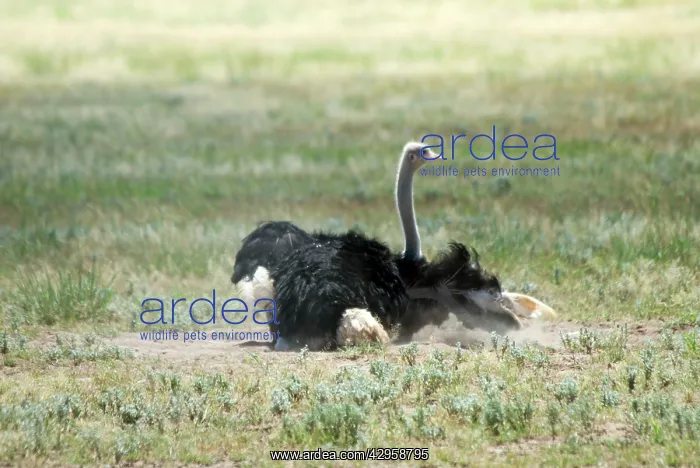 : Common Ostrich - Male dust bathing : Common Ostrich - Male dust bathing