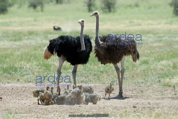 : Common Ostrich - Male and female with chicks : Common Ostrich - Male and female with chicks