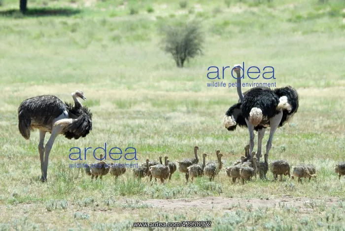 : Common Ostrich - Male and female with chicks : Common Ostrich - Male and female with chicks