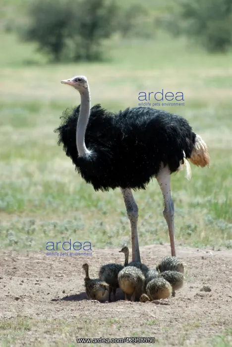: Common Ostrich - Male shading chicks : Common Ostrich - Male shading chicks