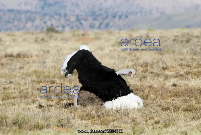 : Common Ostrich - mating : Common Ostrich - mating