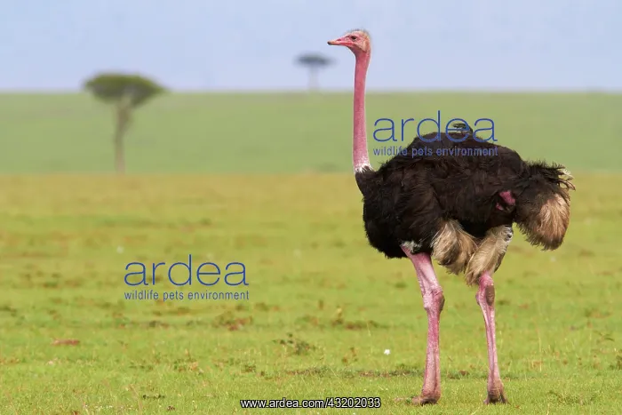 : Common ostrich (Struthio camelus), cock, Masai Mara : Common ostrich (Struthio camelus), cock, Masai Mara