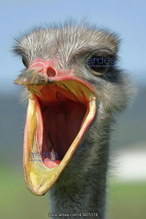 : Common ostrich (Struthio camelus), portrait, captive, G : Common ostrich (Struthio camelus), portrait, captive, G
