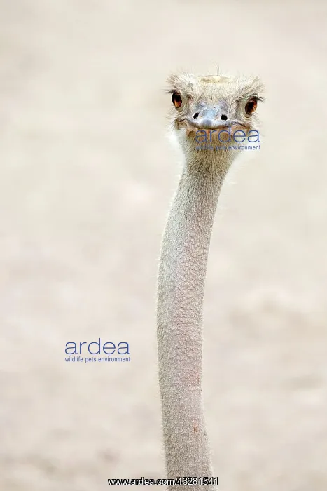 : Common ostrich (Struthio camelus), captive, animal : Common ostrich (Struthio camelus), captive, animal