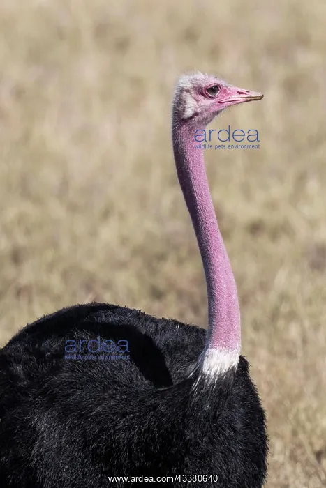 : Common ostrich (Struthio camelus), cock, Serenge : Common ostrich (Struthio camelus), cock, Serenge