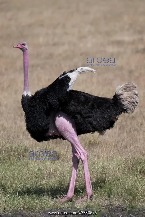 : Common ostrich (Struthio camelus), cock, Serenge : Common ostrich (Struthio camelus), cock, Serenge