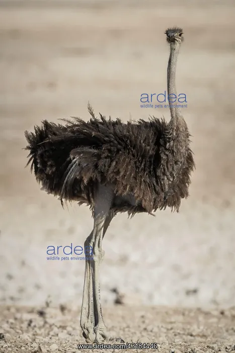 : Common ostrich (Struthio camelus), female, Etosha : Common ostrich (Struthio camelus), female, Etosha