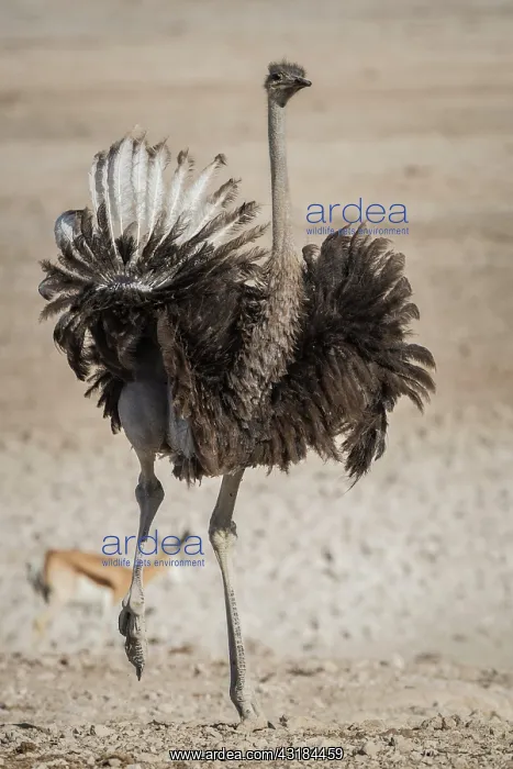  : Common ostrich (Struthio camelus), female, Etosha