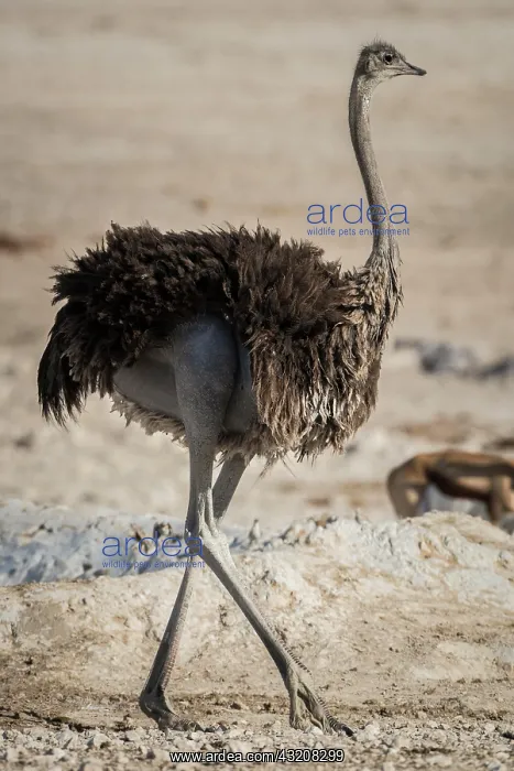 : Common ostrich (Struthio camelus), female, Etosha : Common ostrich (Struthio camelus), female, Etosha
