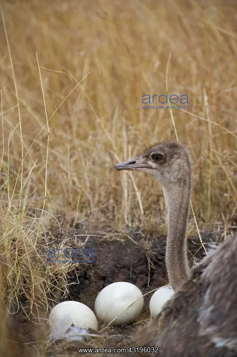 : Common Ostrich (Struthio camelus), female at nest : Common Ostrich (Struthio camelus), female at nest