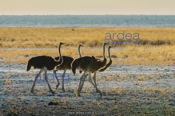 : Common ostrich (Struthio camelus), group, Etosha : Common ostrich (Struthio camelus), group, Etosha