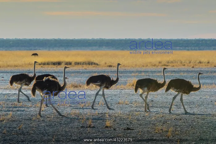 : Common ostrich (Struthio camelus), group, Etosha : Common ostrich (Struthio camelus), group, Etosha