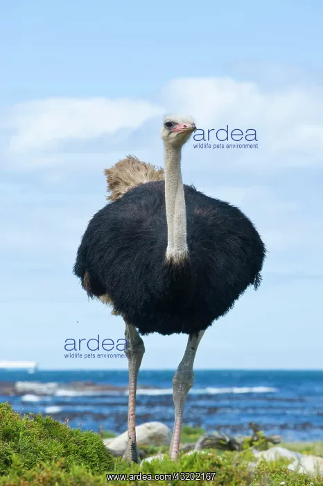 : Common Ostrich (Struthio camelus), male, Cape of : Common Ostrich (Struthio camelus), male, Cape of